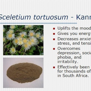 Sceletium tortuosum - Kanna