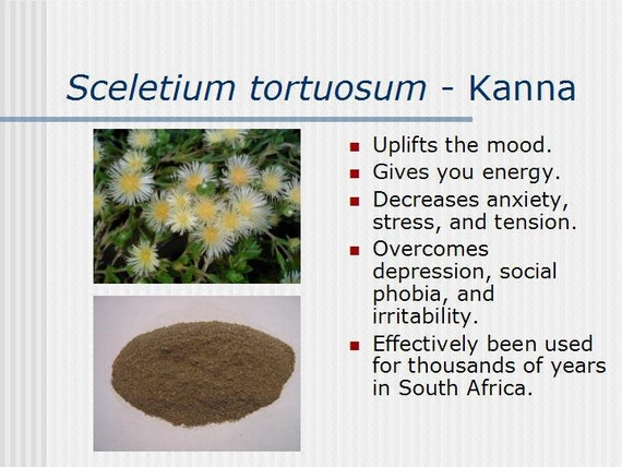 Sceletium Tortuosum - Kanna - Etsy