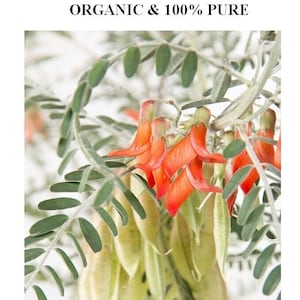 Sutherlandia frutescens Organic Herb image 2