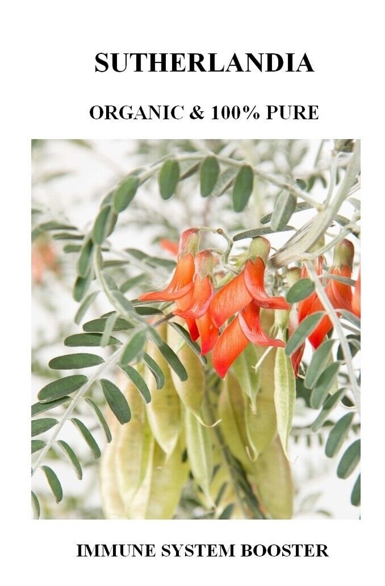 Sutherlandia frutescens Organic Herb image 2