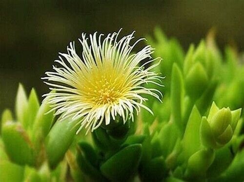 【親株】カンナ　Sceletium Tortuosum Sceletium tortuosum - カンナ - Etsy 日本