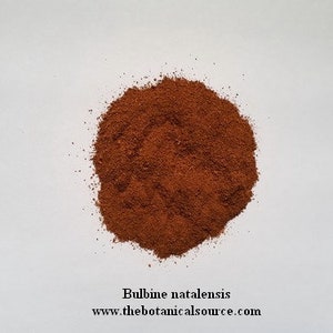 Bulbine natalensis Pure Organic Root Powder image 2
