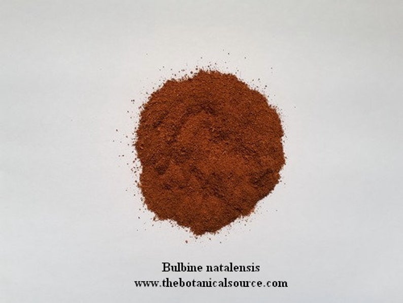Bulbine natalensis Pure Organic Root Powder image 2