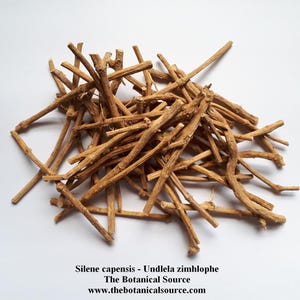Silene capensis - Undlela ziimhlophe - African Dream Root