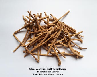 Silene capensis - Undlela ziimhlophe - Raíz del sueño africano