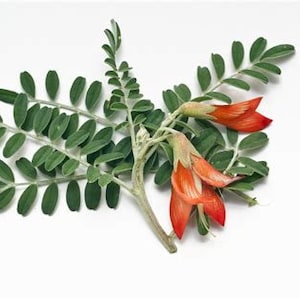 Sutherlandia frutescens Herbe biologique image 4