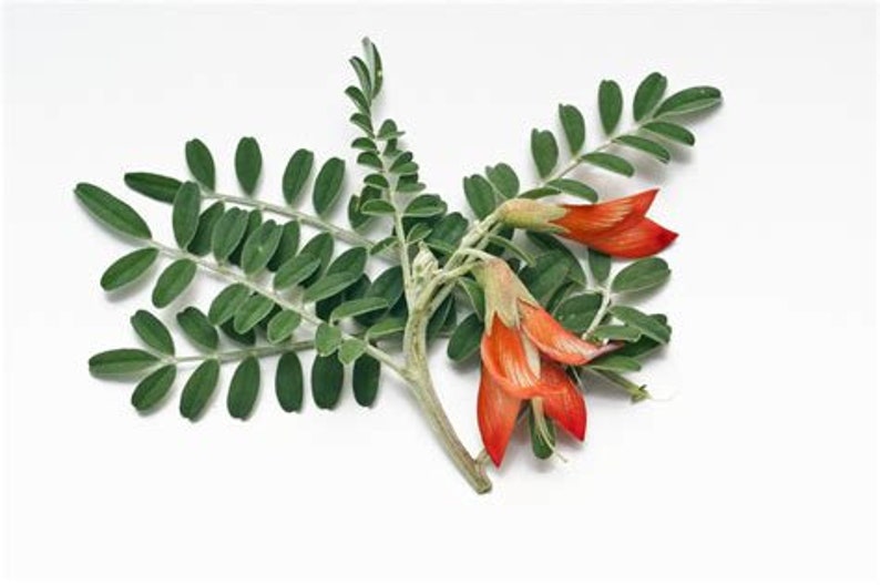 Sutherlandia frutescens Organic Herb image 4