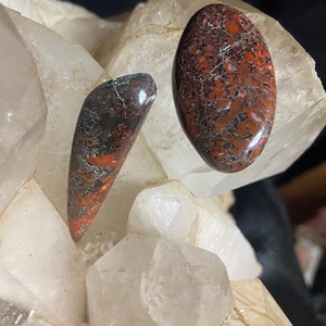 Dino bone cabochons