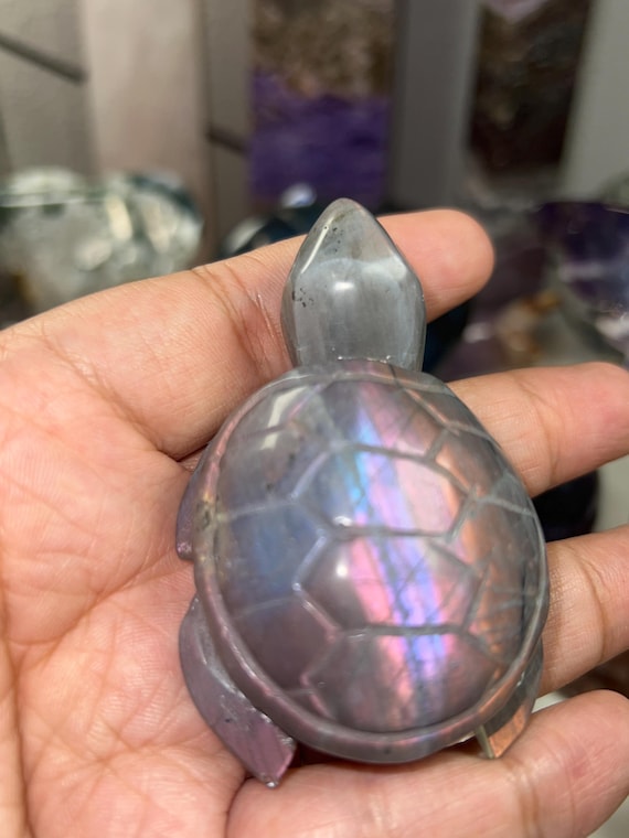 labradorite purple flash turtles