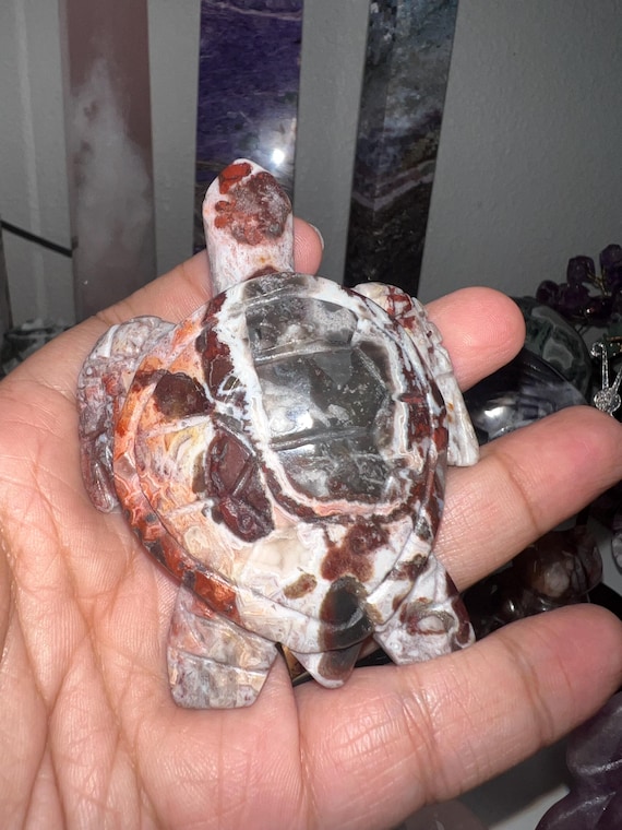 Mexican crazy lace turtle