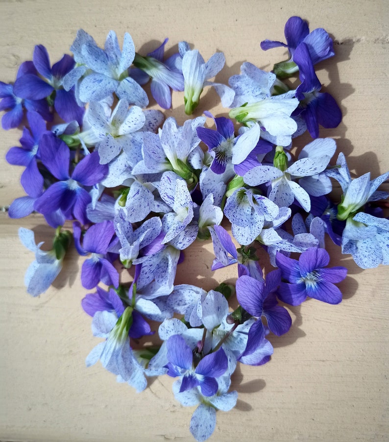 Edible Organic Dried & Pressed Violets/pressed Canadian Violets/pressed Wild Violets Rare White