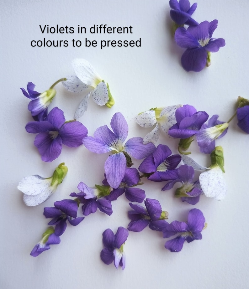 Edible Organic Dried & Pressed Violets/pressed Canadian Violets/pressed Wild Violets Rare White