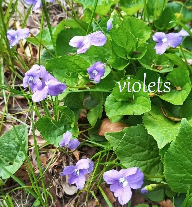 Edible Organic Dried & Pressed Violets/pressed Canadian Violets/pressed Wild Violets Rare White
