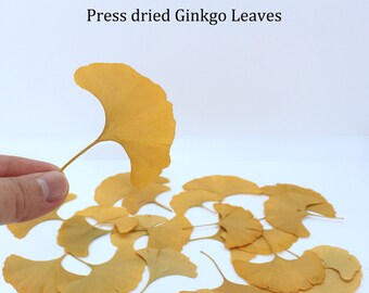 Press Dried Real Ginkgo Leaves/Ginkgo leaves press dried/pressed leaves for resin/autumn leaves/ Fall leaves/Autumn Decor/Autumn Wedding