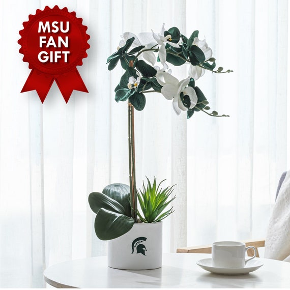 MSU Orchid Plant, MSU Faux Orchid Plant, MSU Gifts for Men, MSU