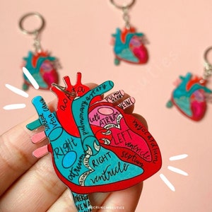 May include: A heart-shaped keyring with anatomical labels. The keyring features a red and teal design with labeled parts such as the atrium, ventricle, and aorta. The keyring is held in a hand against a pink background.