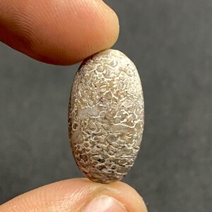 May include: An oval-shaped cabochon featuring a complex, mottled pattern of beige, tan, and off-white tones. The surface displays a dense, interconnected network of irregular shapes and fine lines, creating a textured, fossilized appearance.