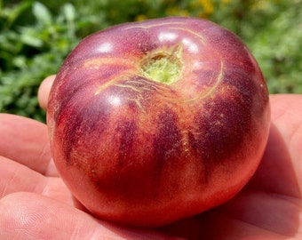 Blue Beauty Tomato