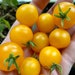 see more listings in the Tomatoes section