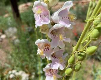Native Palmer's Penstemon (Penstemon palmeri) Seeds
