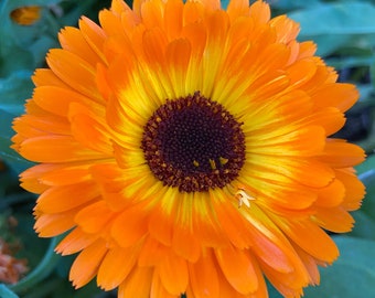 Calendula Flower Seed Mix