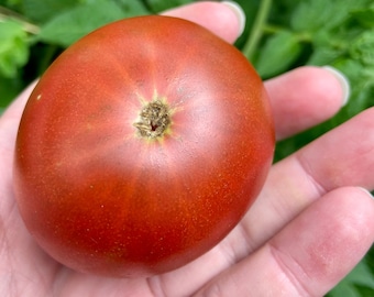 Paul Robeson Tomato (Rare Heirloom)