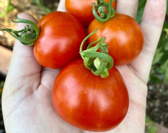 Glacier Tomato (Heirloom)