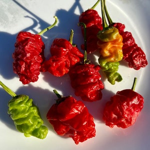 May include: A collection of colorful peppers, including vibrant red, green, and orange varieties, arranged on a white plate. The peppers have textured surfaces and green stems, showcasing their fresh, natural appearance. The image is well-lit, highlighting the details of the produce.