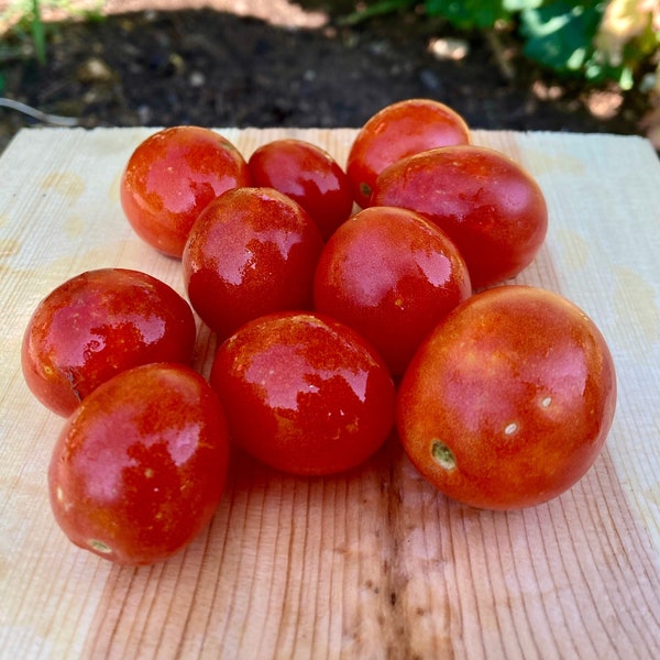 Sub Arctic Plenty Tomato (Cold Tolerant Heirloom) Seeds