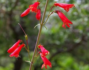 Native Red Penstemon (variety unknown) Seeds