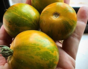 Rare Green Zebra Tomato