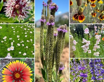 High Desert Native Flower Seed Mix