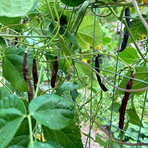 Cherokee Trail of Tears Black Pole Bean Seeds
