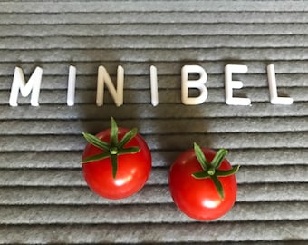 Minibel Microdwarf Tomato Seeds - Etsy