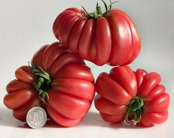 Rare Pink Accordion Tomato Seeds (Heirloom)