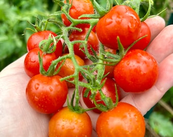 Iva's Red Berry Tomato (rare)