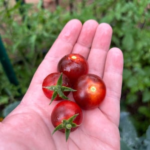 Barry&#39;s Crazy Cherry Tomato Seeds