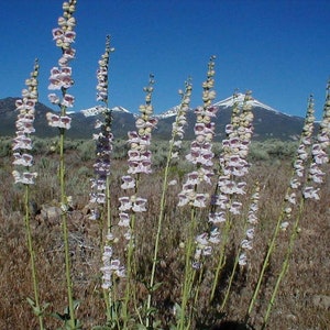 Native Palmer's Penstemon Penstemon palmeri image 2