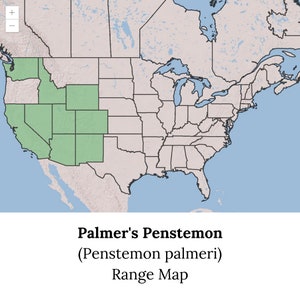 Native Palmer's Penstemon Penstemon palmeri image 4