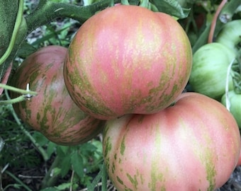 Rare & Unusual Pink Furry Boar Tomato Seeds