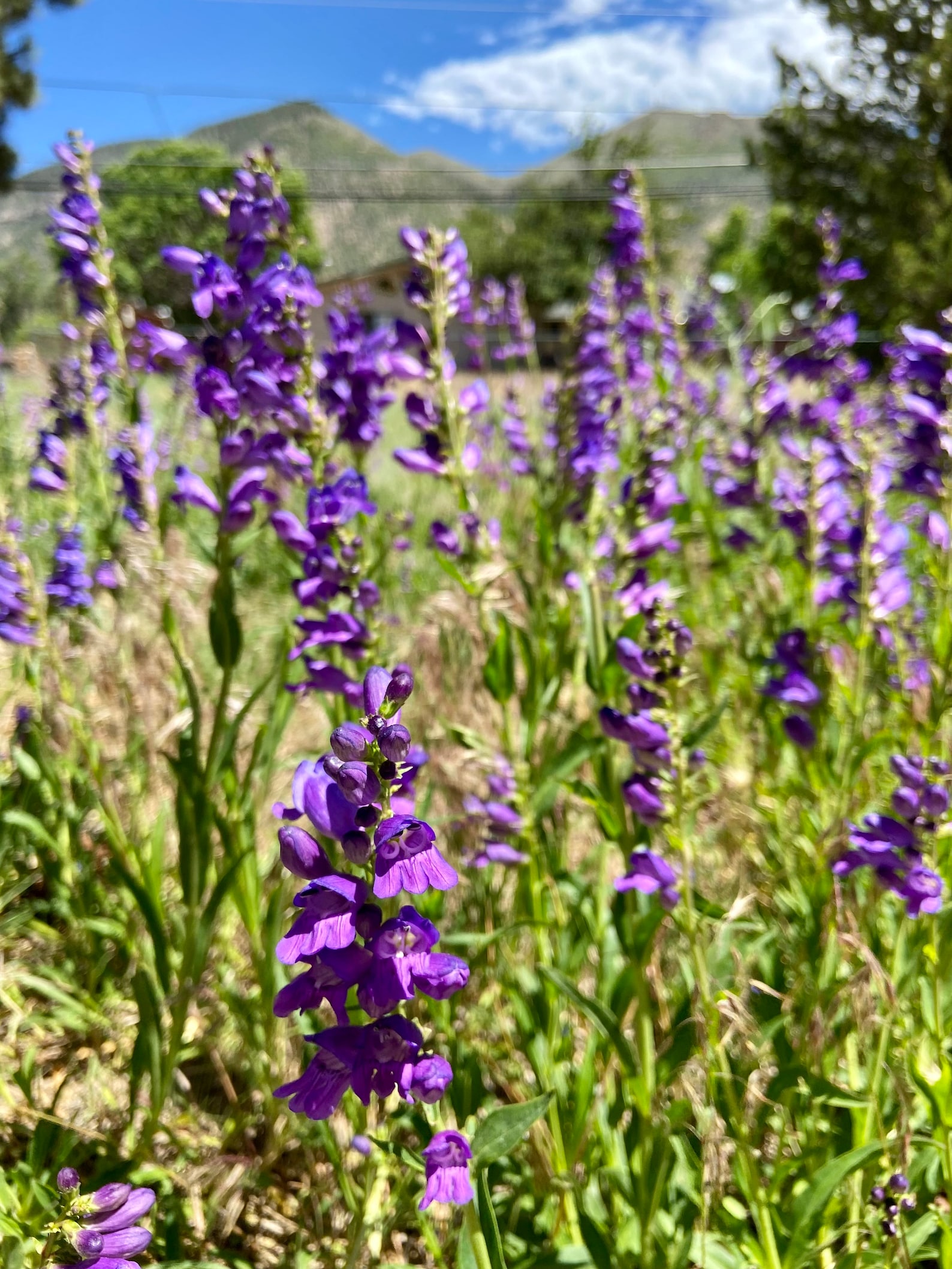 Rocky Mountain Penstemon Flower (penstemon Strictus) Seeds - Etsy