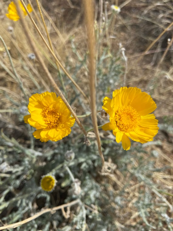 Native Desert Marigold (baileya Multiradiata) Seeds - Etsy