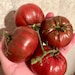 see more listings in the Tomatoes section