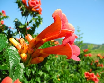 Native Trumpet Vine (Campsis radicans) Seeds