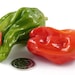 see more listings in the Peppers section