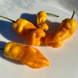 Rare Madame Jeanette Hot Pepper Seeds