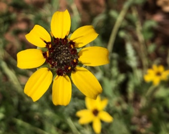 Native Perennial Chocolate Flower (Berlandiera lyrata) Seeds