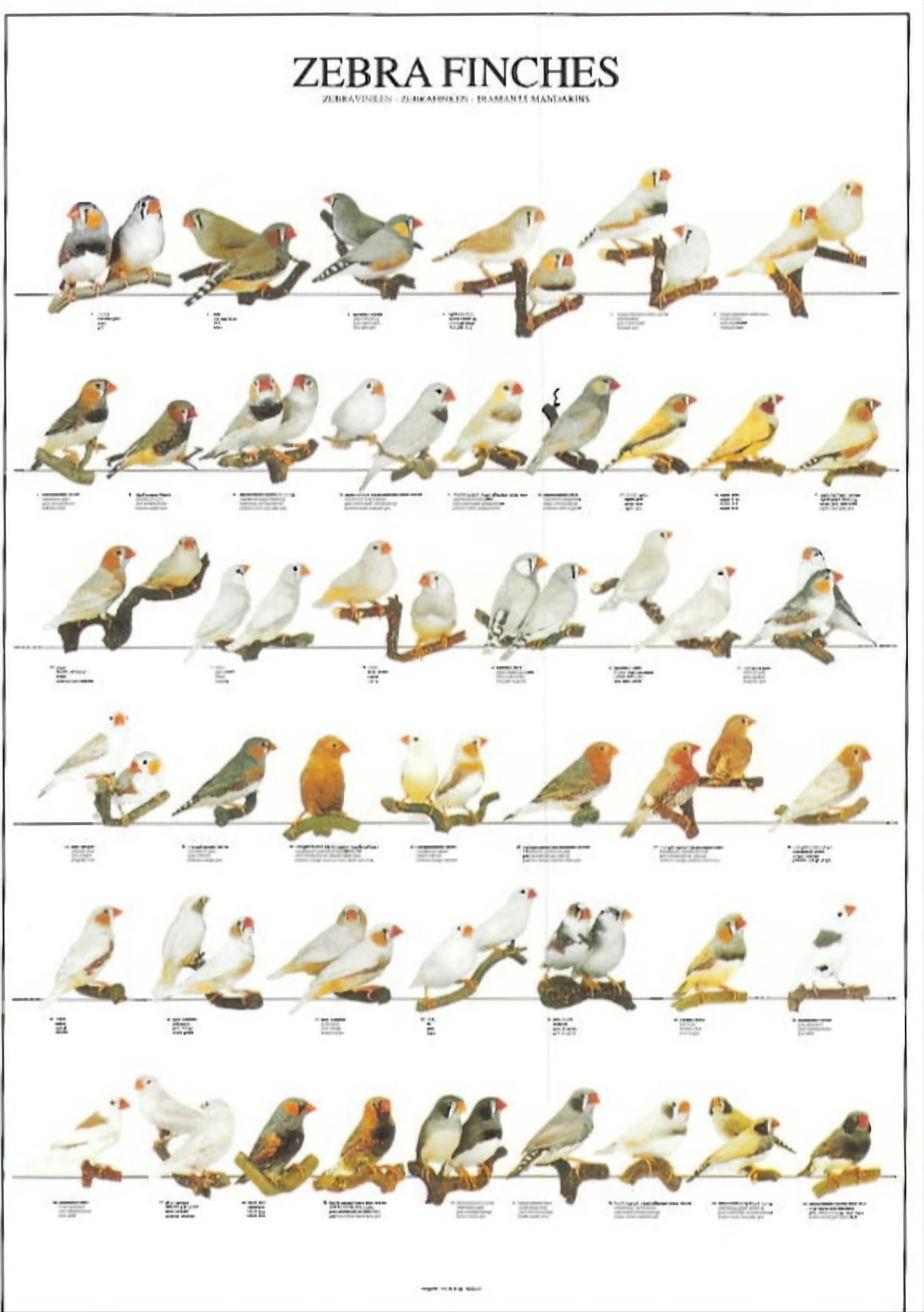 Mutations of Zebra Finch Mutations of Zebra Finch Finches - Etsy