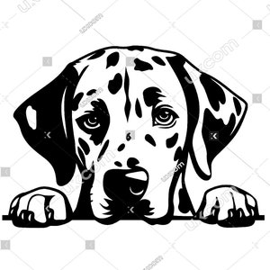Dalmatische hond gluren poten schattige Dalmatische SVG Dalmatische ras honden stamboom CNC Svg Png Eps DXF Clipart Vector Cricut Cut File vinyl laser