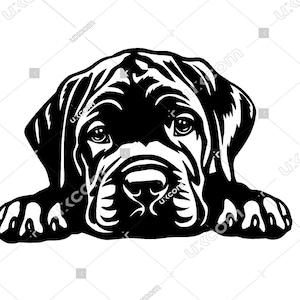 Cane corso svg corso Gluren Paws kegel corso puppy Commerciële hondenras Cane corso cricut gesneden bestand CNC SVG Png EPS Clipart Vector Cut vinyl